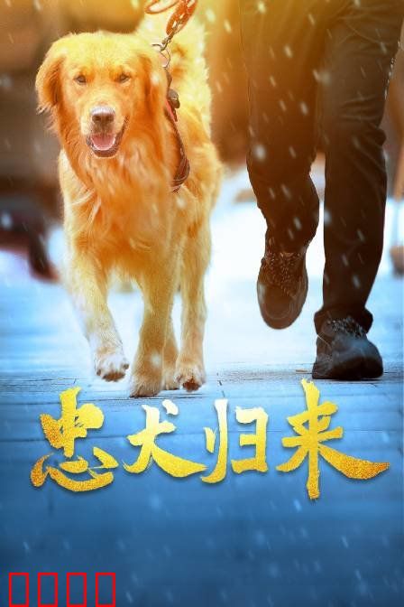 忠犬归来：千里寻家