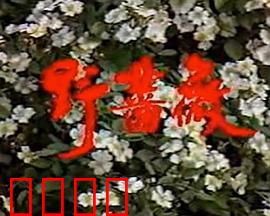 野蔷薇：花开无声的成长